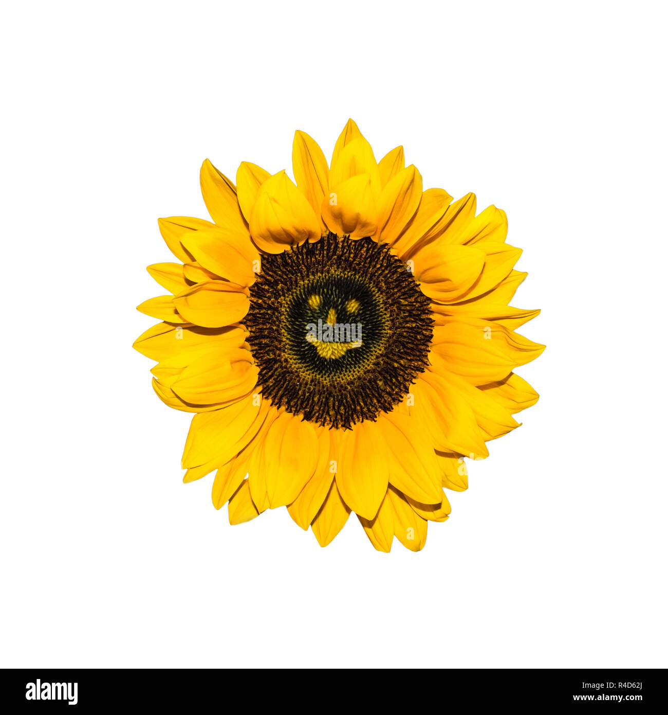 Tournesol smiling Banque D'Images