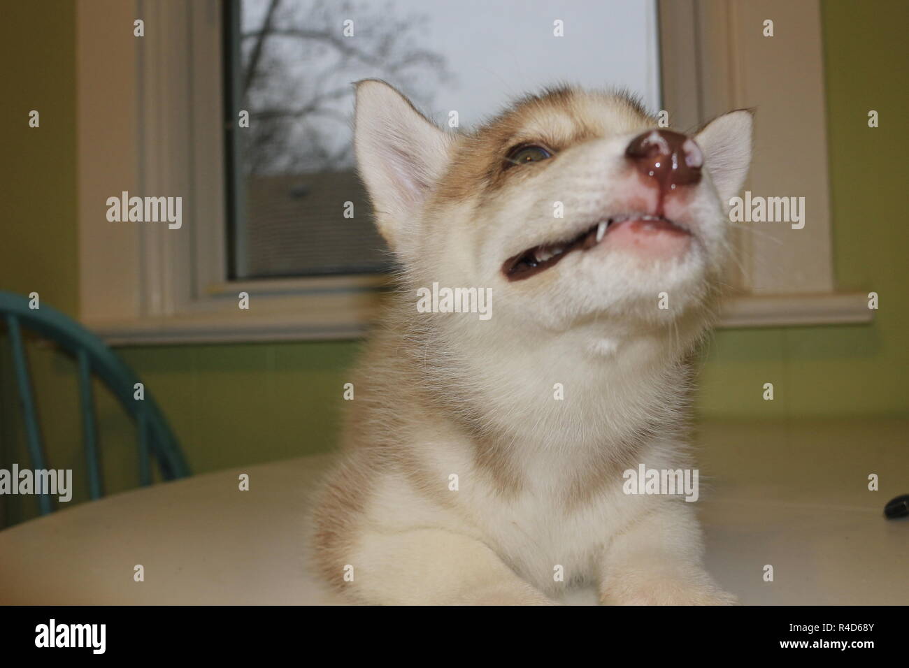 8 semaines chiot Husky Sibérien sur la table qui pose pour les photos. Banque D'Images