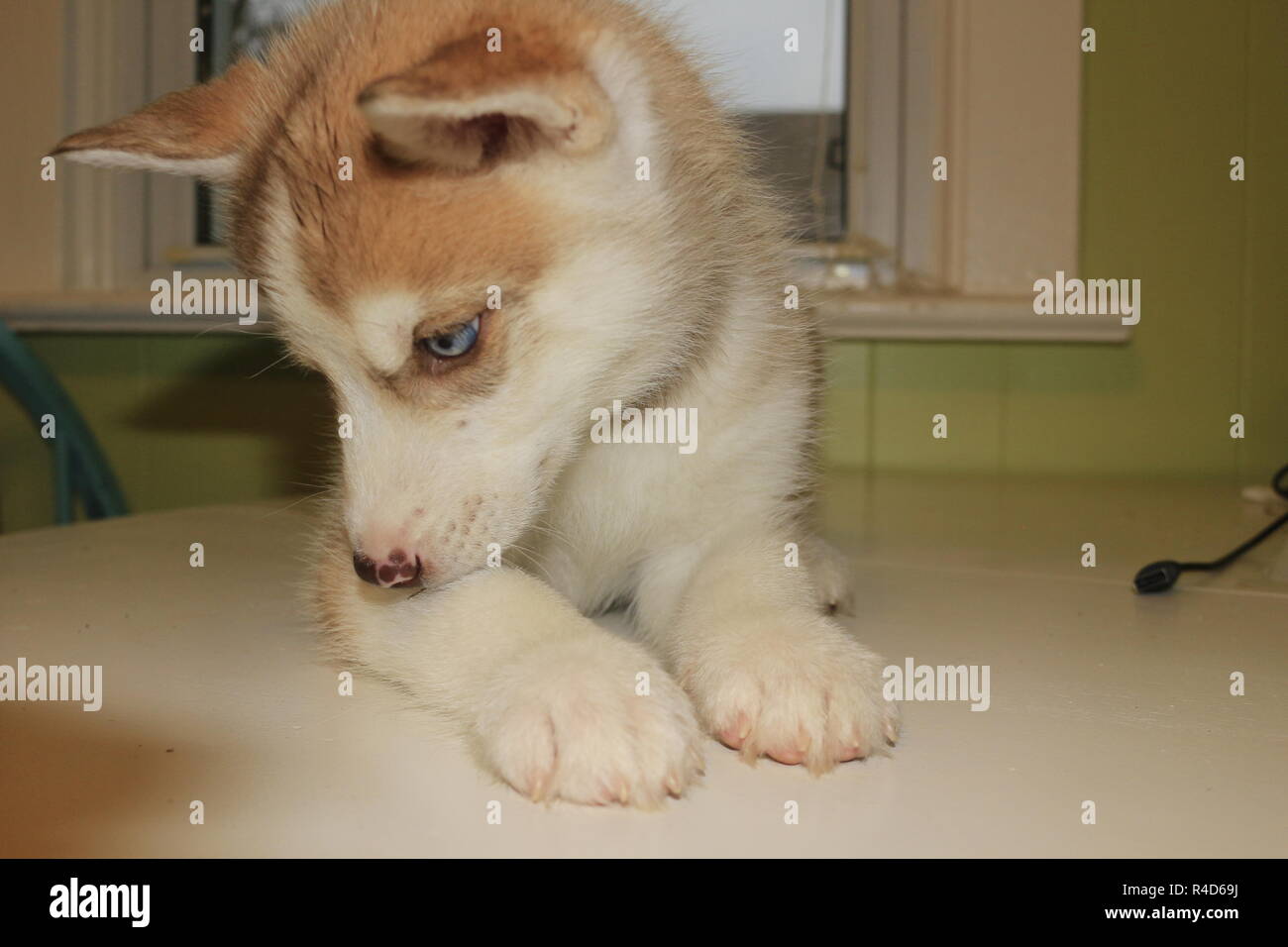 8 semaines chiot Husky Sibérien sur la table qui pose pour les photos. Banque D'Images