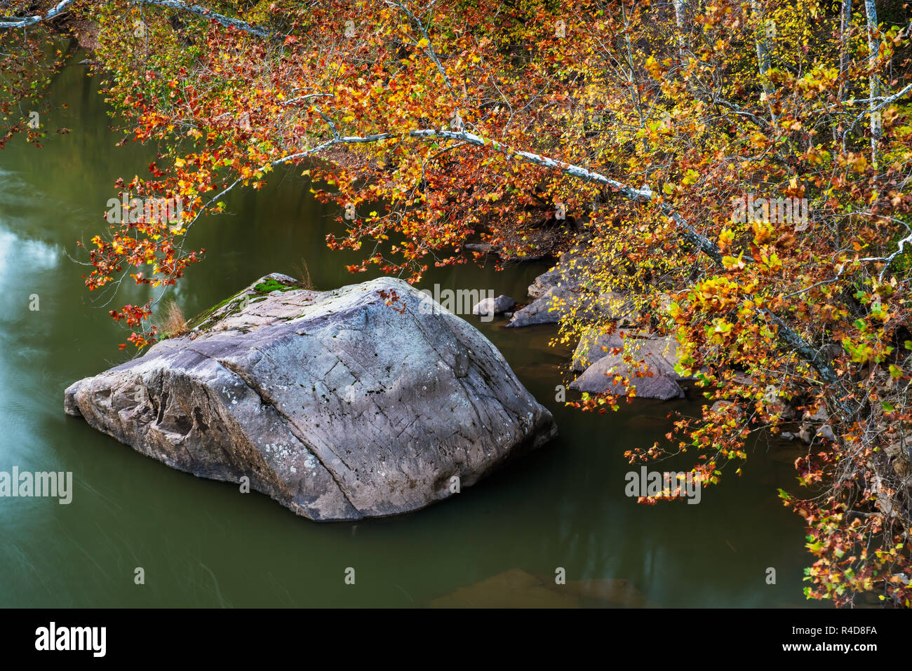 Une branche en surplomb d'un sycomore raccroche délicatement sur un rocher sur le bord de la rivière New afficher ses couleurs d'automne. Banque D'Images