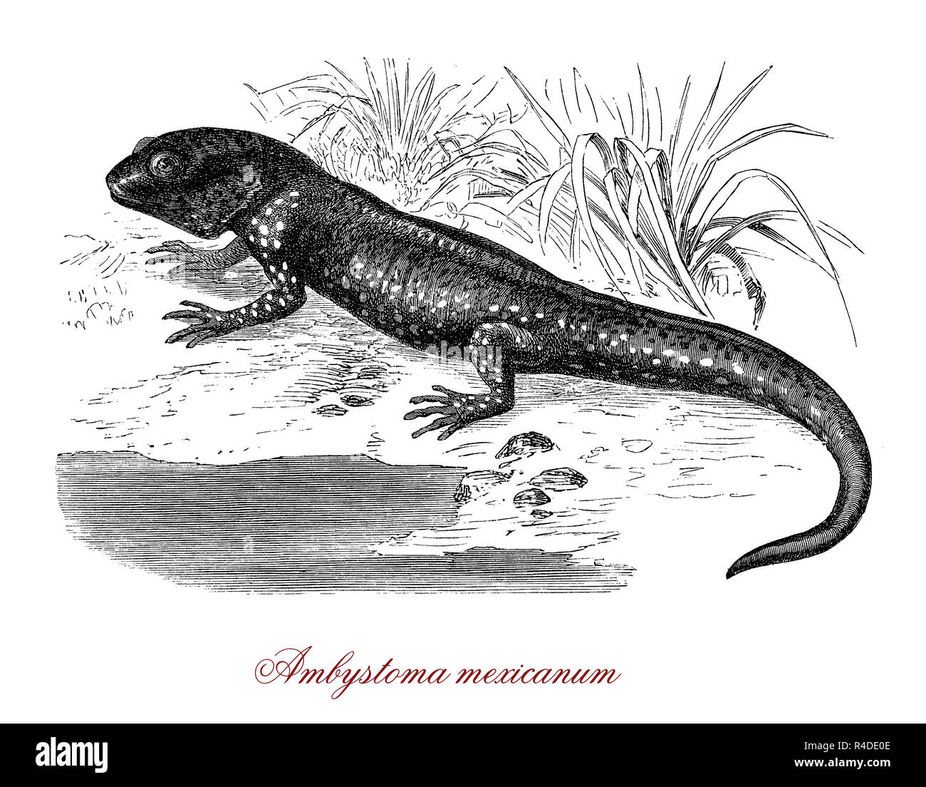 Vintage illustration d'axolotol, salamandre mexicaine et les espèces en voie de disparition Banque D'Images