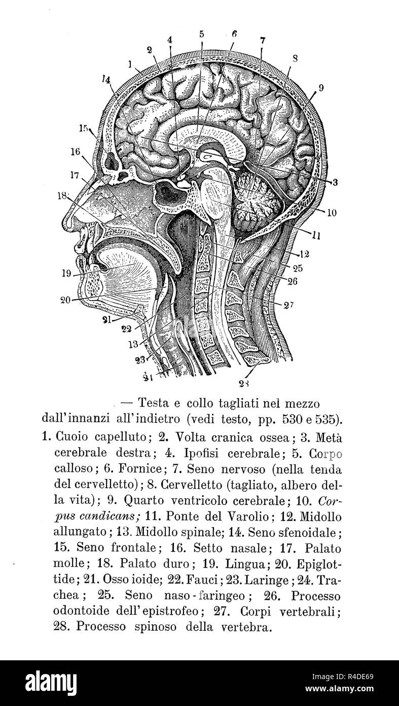Vintage illustration de l'anatomie, la section transversale de la tête humaine, des descriptions anatomiques en italien Banque D'Images