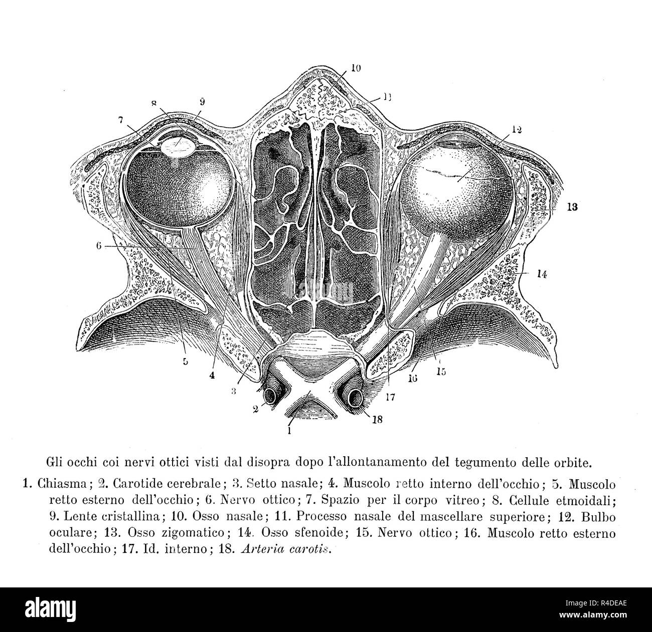 Vintage illustration de l'anatomie, la section transversale des droits de l'optique supérieure de nerfs, avec des descriptions anatomiques en italien Banque D'Images