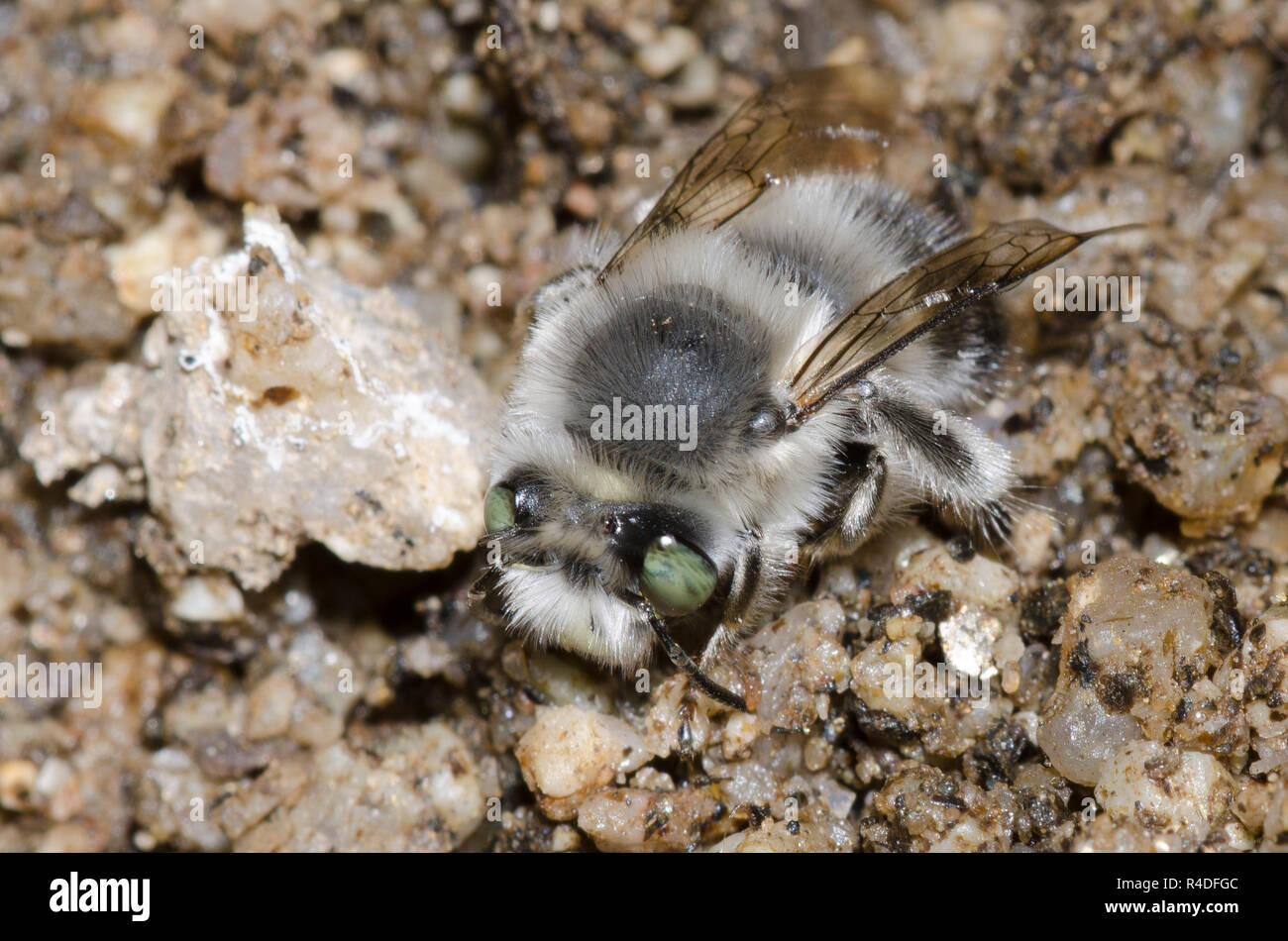Digger Bee, Anthophora sp. Banque D'Images
