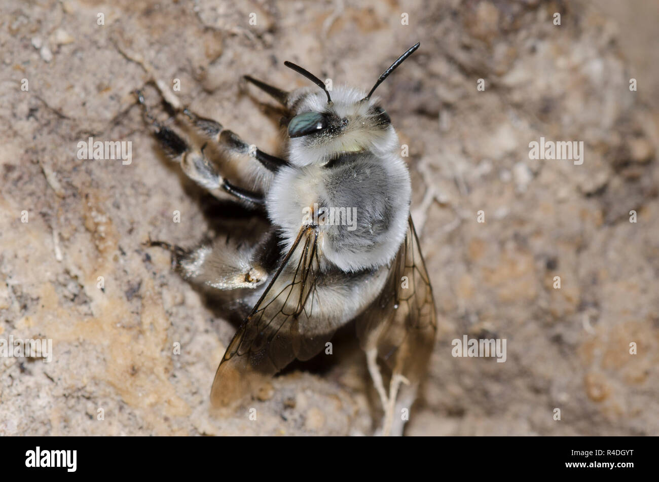 Digger Bee, Anthophora sp. Banque D'Images