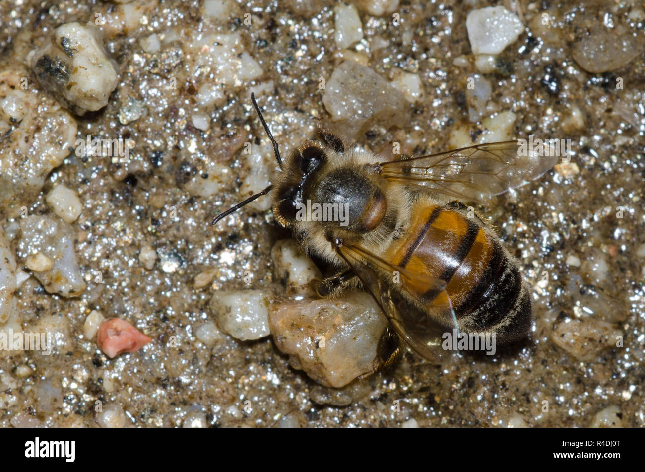 Abeille d'eau potable Banque de photographies et d’images à haute — free download
