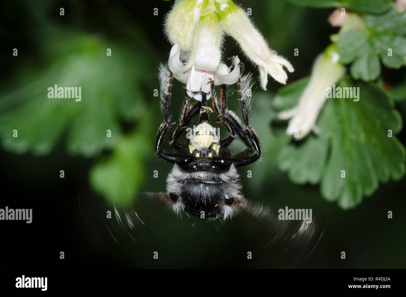 Digger Bee, Anthophora sp., en vol et en nectaring à partir de cassis, Ribes sp. Banque D'Images