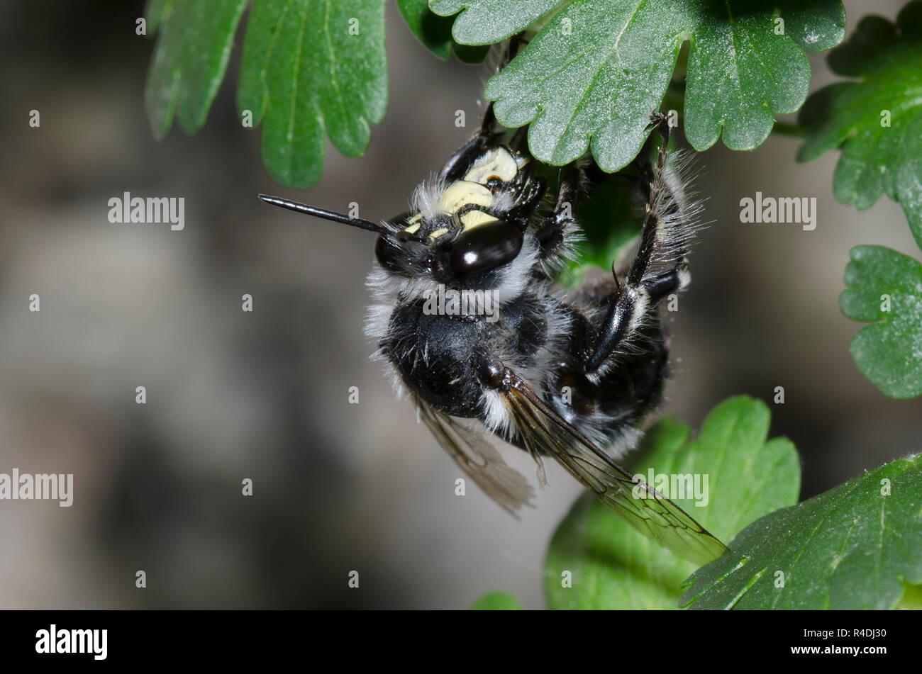 Digger Bee, Anthophora sp., en vol et en nectaring à partir de cassis, Ribes sp. Banque D'Images