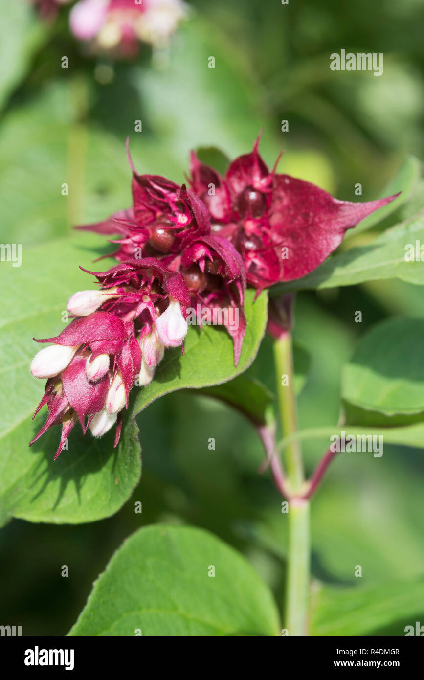 Leycesteria formosa Banque D'Images