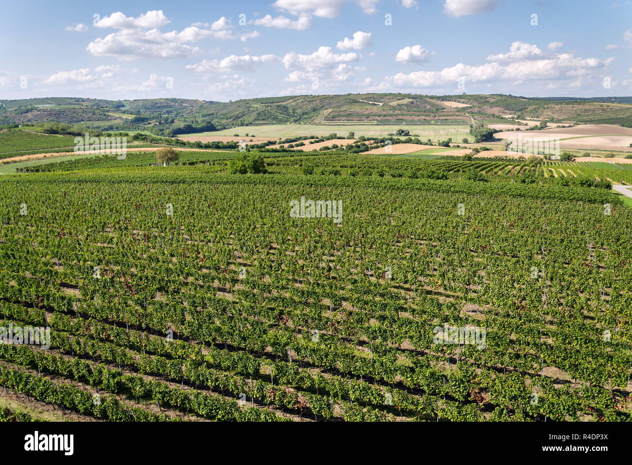 Paysage magnifique vignoble avec des raisins prêts pour la récolte, ensoleillée journée d'automne, le sud de la Moravie, en République tchèque, vue aérienne Banque D'Images