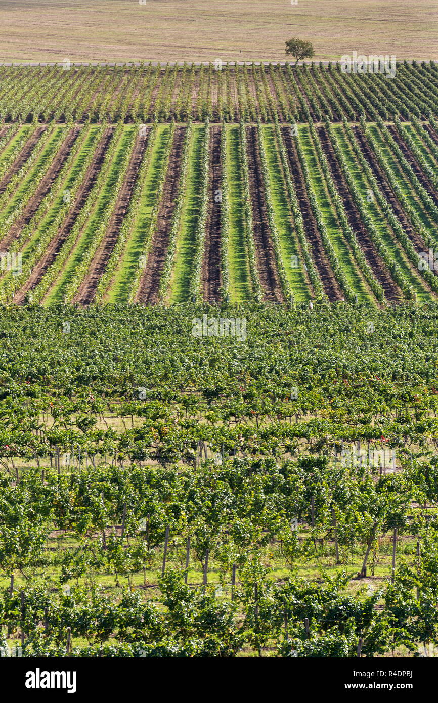 Paysage magnifique vignoble avec des raisins prêts pour la récolte, ensoleillée journée d'automne, le sud de la Moravie, en République tchèque, vue aérienne Banque D'Images