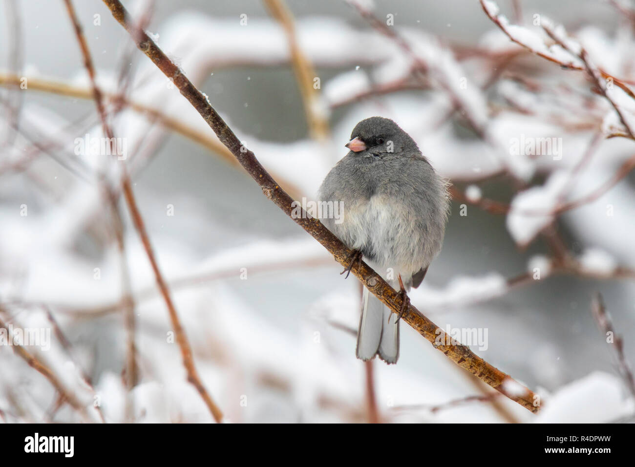 Dark-eyed Junco Junco hyemalis Walden, Colorado, United States 25 avril 2018 des profils dans la neige. Emberizidae forme à tête grise Banque D'Images