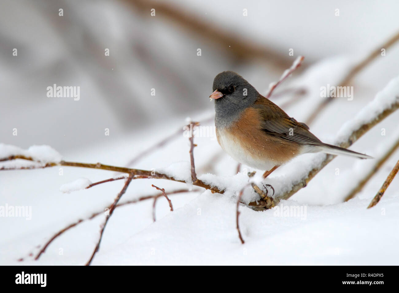 Dark-eyed Junco Junco hyemalis Walden, Colorado, United States 25 avril 2018 des profils dans la neige. Rose Emberizidae (recto verso) Banque D'Images