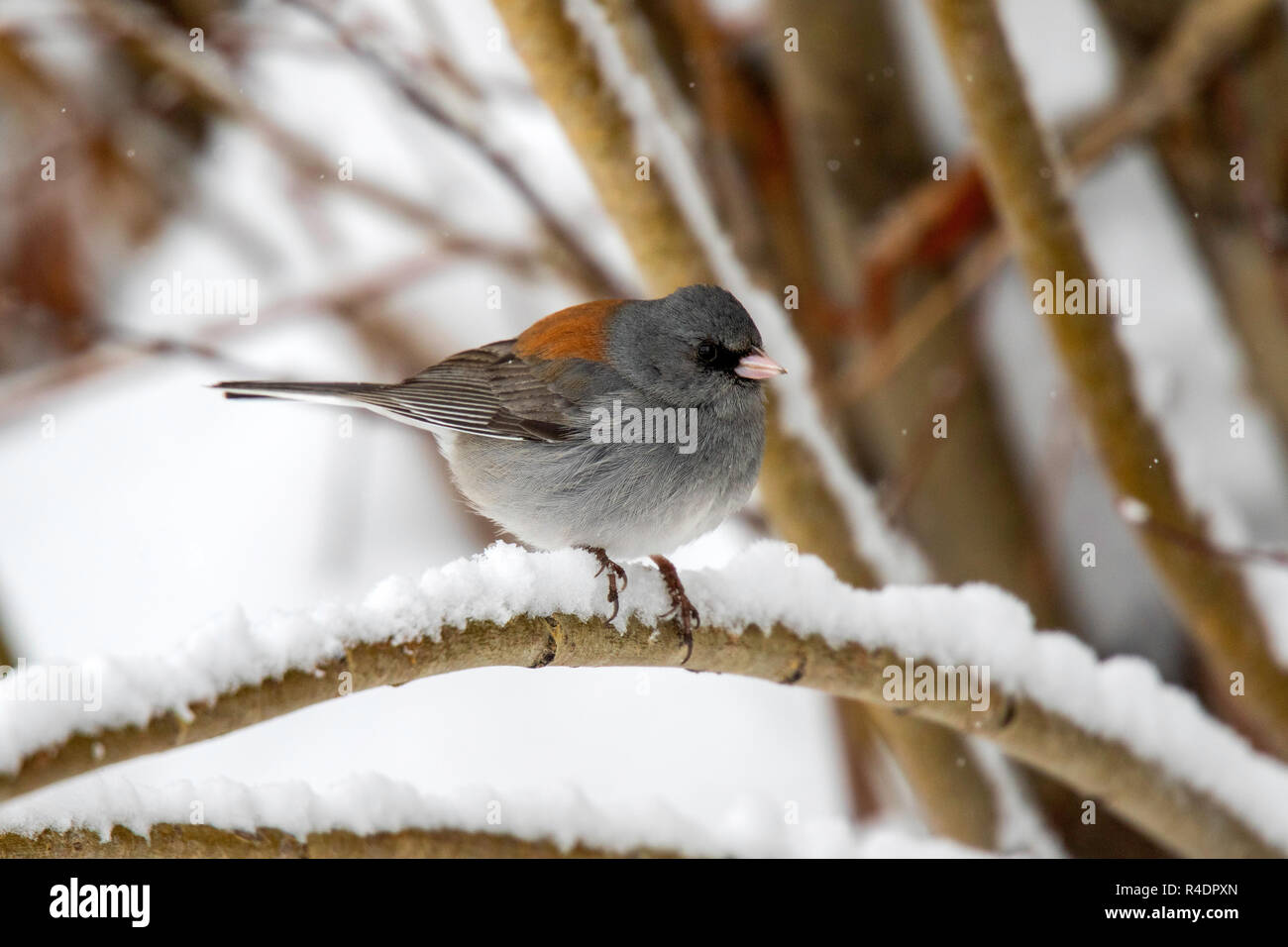 Dark-eyed Junco Junco hyemalis Walden, Colorado, United States 25 avril 2018 des profils dans la neige. Emberizidae forme à tête grise Banque D'Images