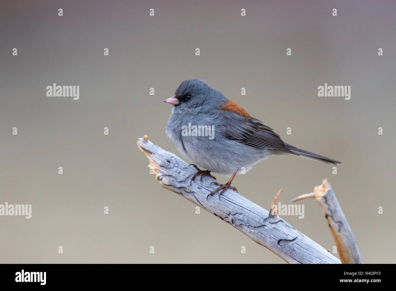 Dark-eyed Junco Junco hyemalis Walden, Colorado, United States 25 avril 2018 des profils Emberizidae forme à tête grise Banque D'Images