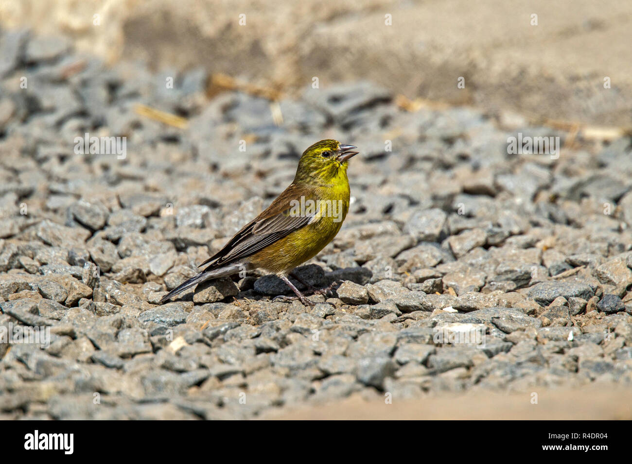 Serin de Symons Ochrospiza pseudochlorophila symonsi Sani Lodge de montagne, Kwazulu-Natal, Afrique du Sud 31 août 2018 Hommes adultes Fringillidae Banque D'Images