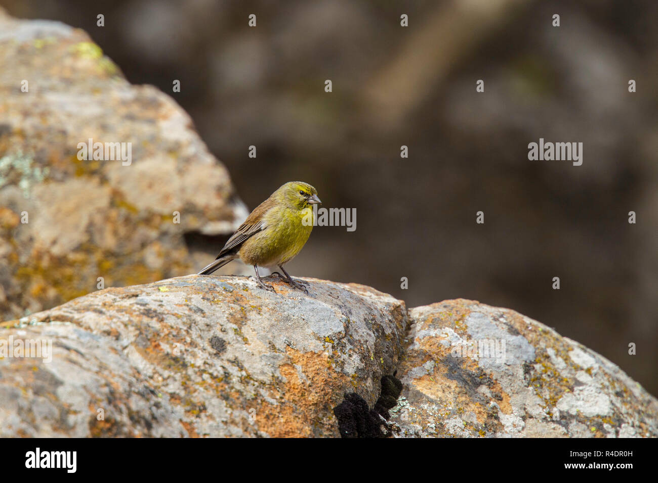 Serin de Symons Ochrospiza pseudochlorophila symonsi Sani Lodge de montagne, Kwazulu-Natal, Afrique du Sud 31 août 2018 Hommes adultes Fringillidae Banque D'Images