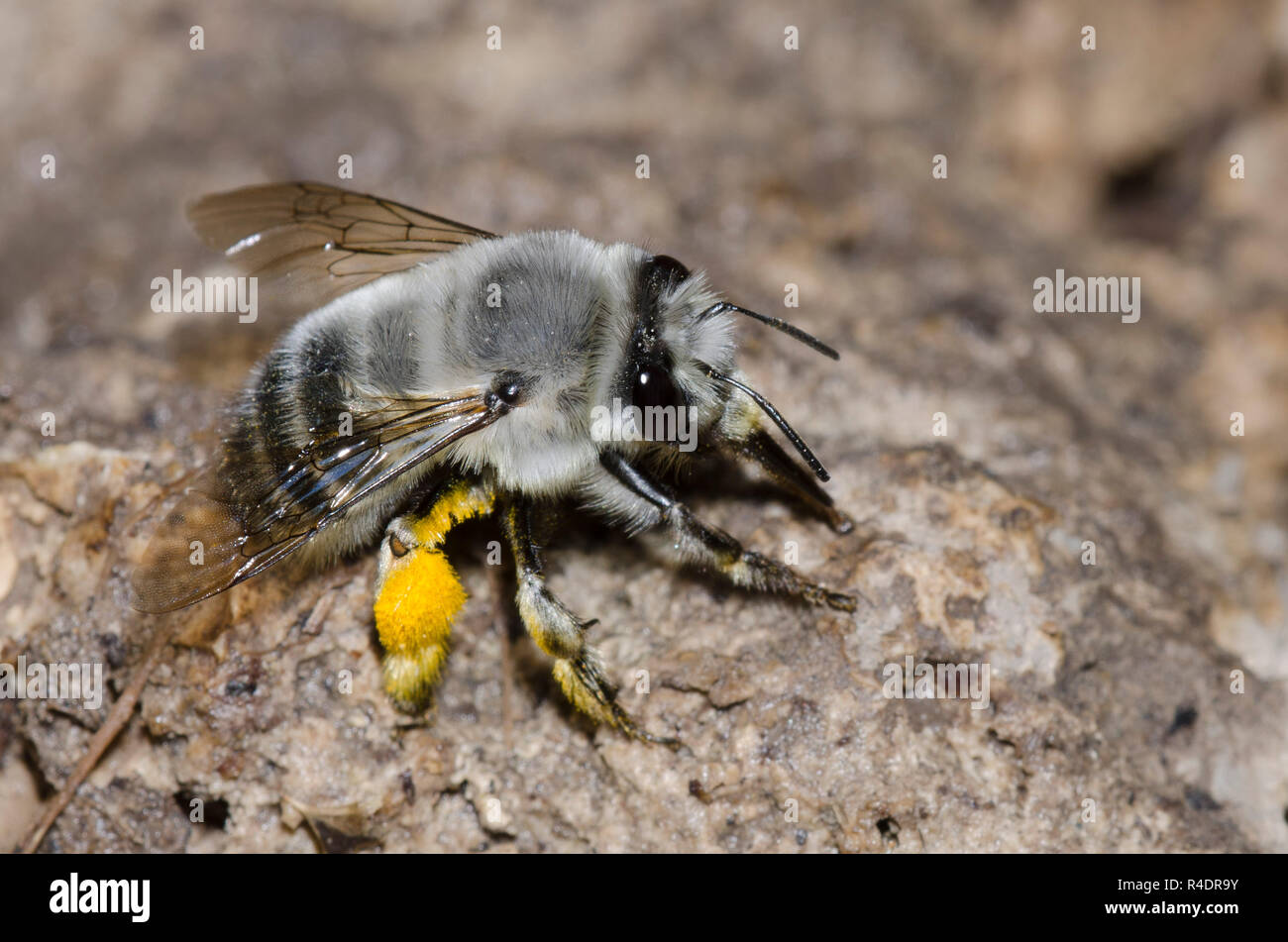 Digger Bee, Anthophora sp. Banque D'Images