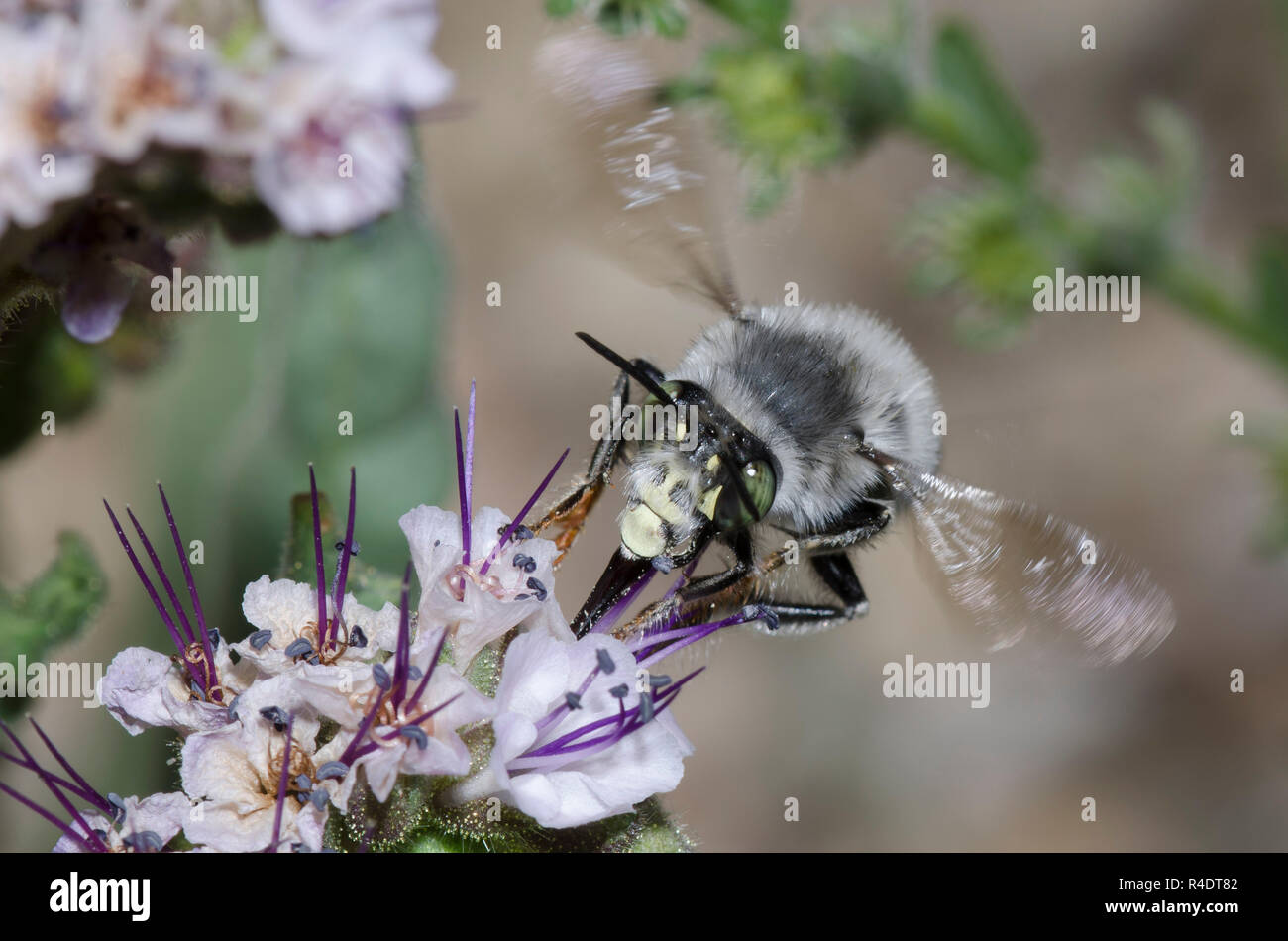 Digger Bee, Anthophora sp., en vol et en nectaring à partir de scorpionaded, Phacelia sp. Banque D'Images