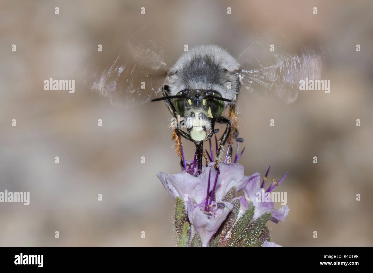 Digger Bee, Anthophora sp., en vol et en nectaring à partir de scorpionaded, Phacelia sp. Banque D'Images