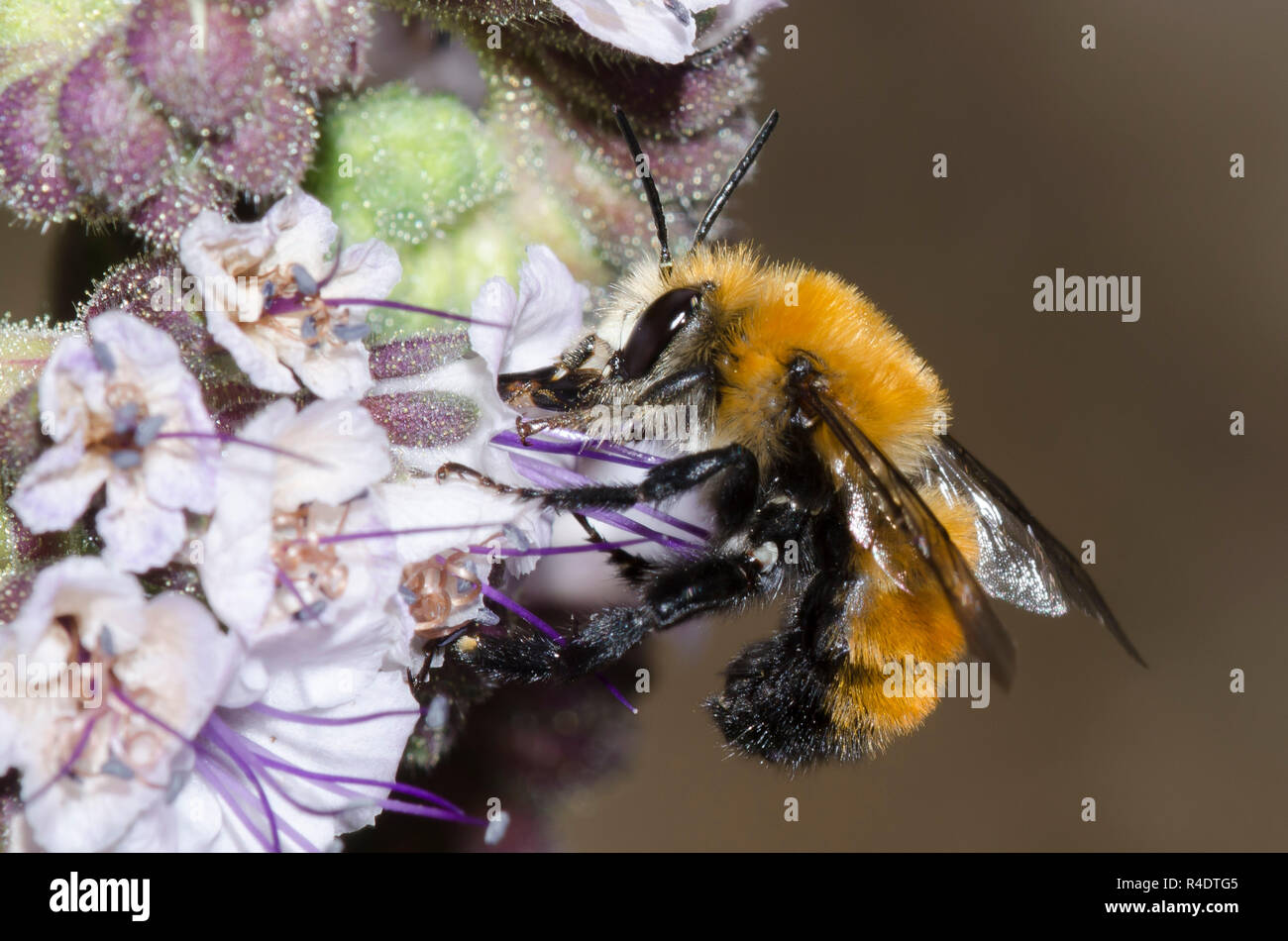 Bourdon-bomboides Anthophora Anthophora imitent, nectar, d'scorpionweed, Phacelia sp. Banque D'Images