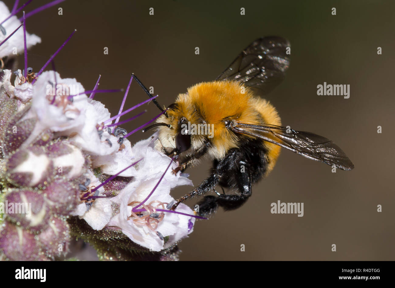 Bourdon-bomboides Anthophora Anthophora imitent, nectar, d'scorpionweed, Phacelia sp. Banque D'Images