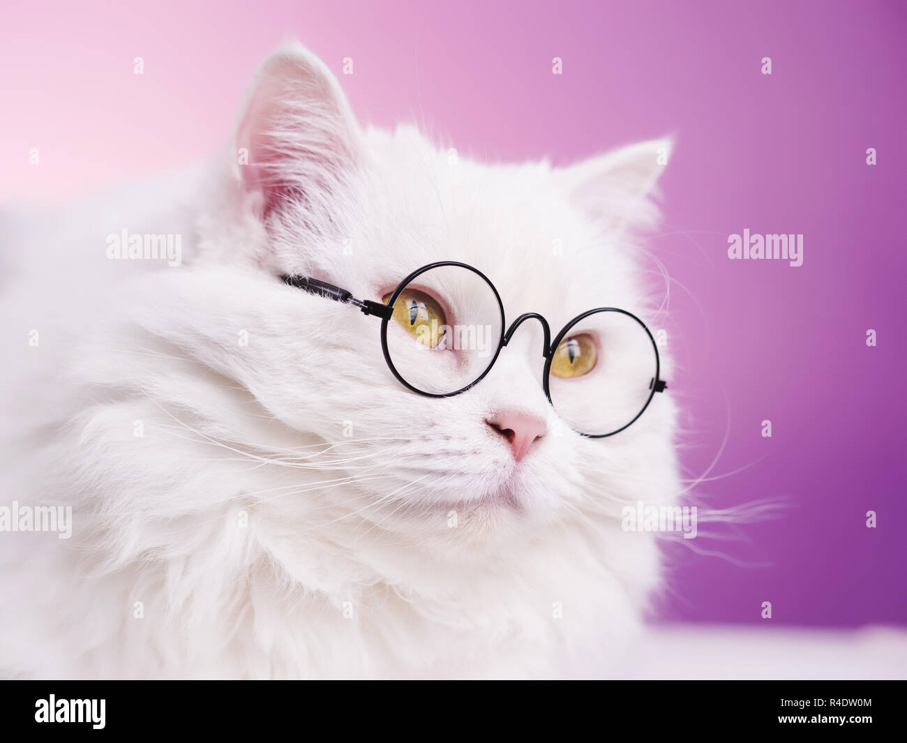 Les soigne scientist cat pose sur fond rose mur. Fermer portrait de chaton moelleux en transparent lunettes rondes. L'éducation, la science, la connaissance concept. Banque D'Images