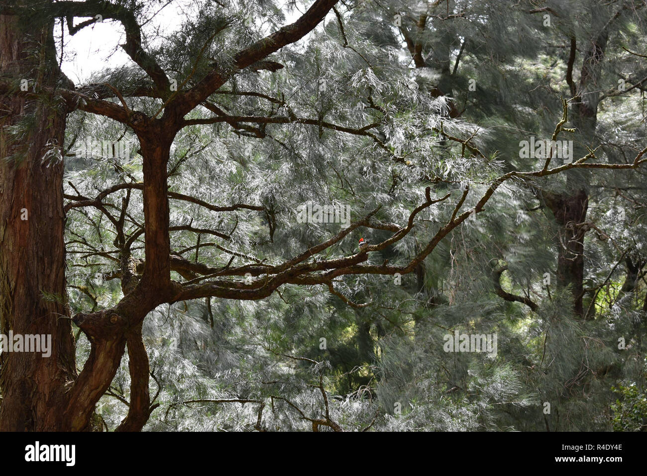 Pine Tree with a red-crested cardinal assis sur une branche Banque D'Images