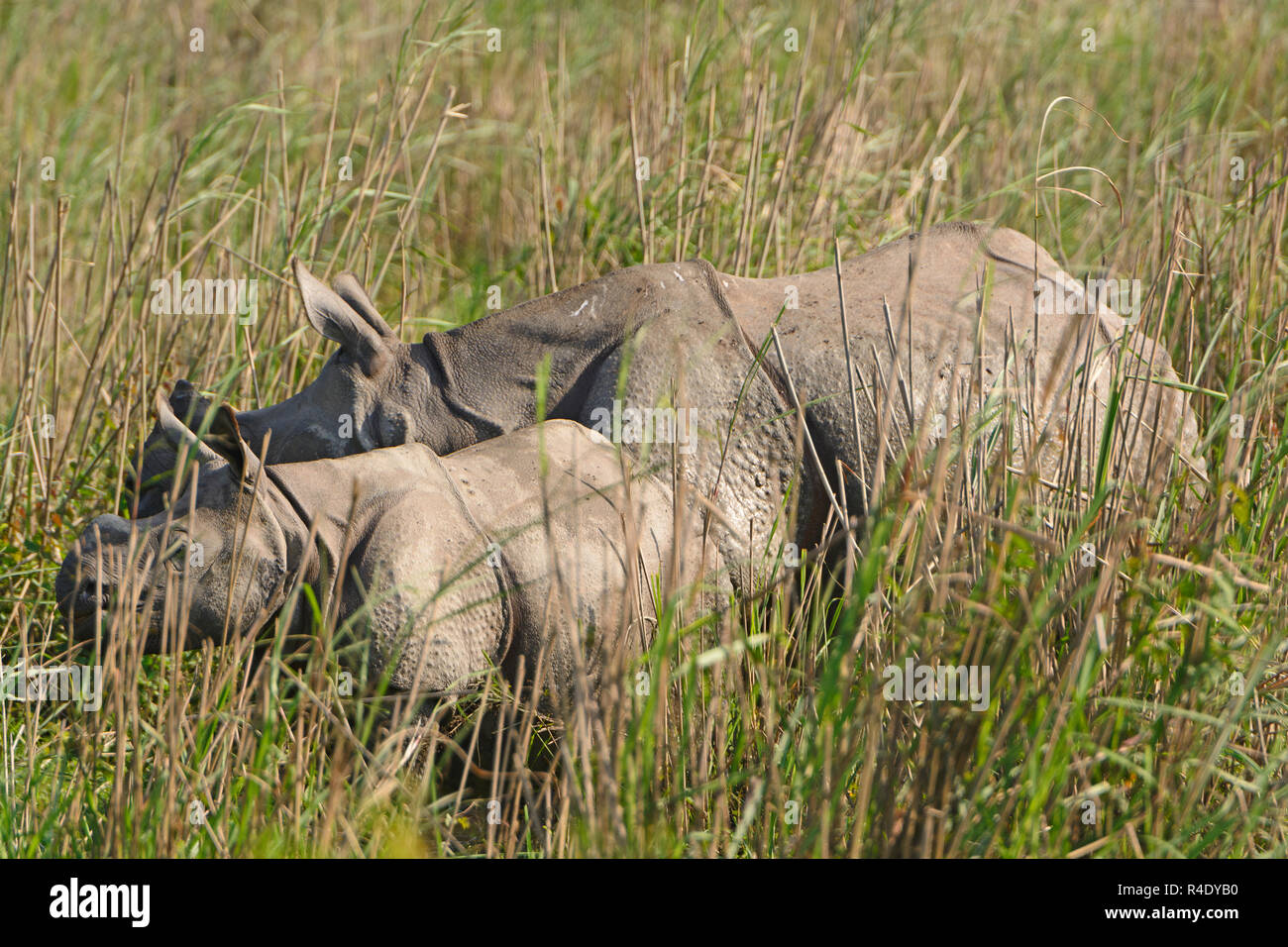 Mère et Bébé rhinocéros dans les prairies du parc national de Kaziranga en Inde Banque D'Images