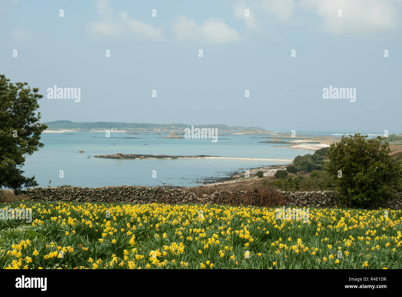 Vue imprenable sur l'île de Saint Martin, Scilly avec un champ de jonquilles lumineux à l'avant-plan et belle mer bleu derrière, sur une journée de printemps ensoleillée. Banque D'Images