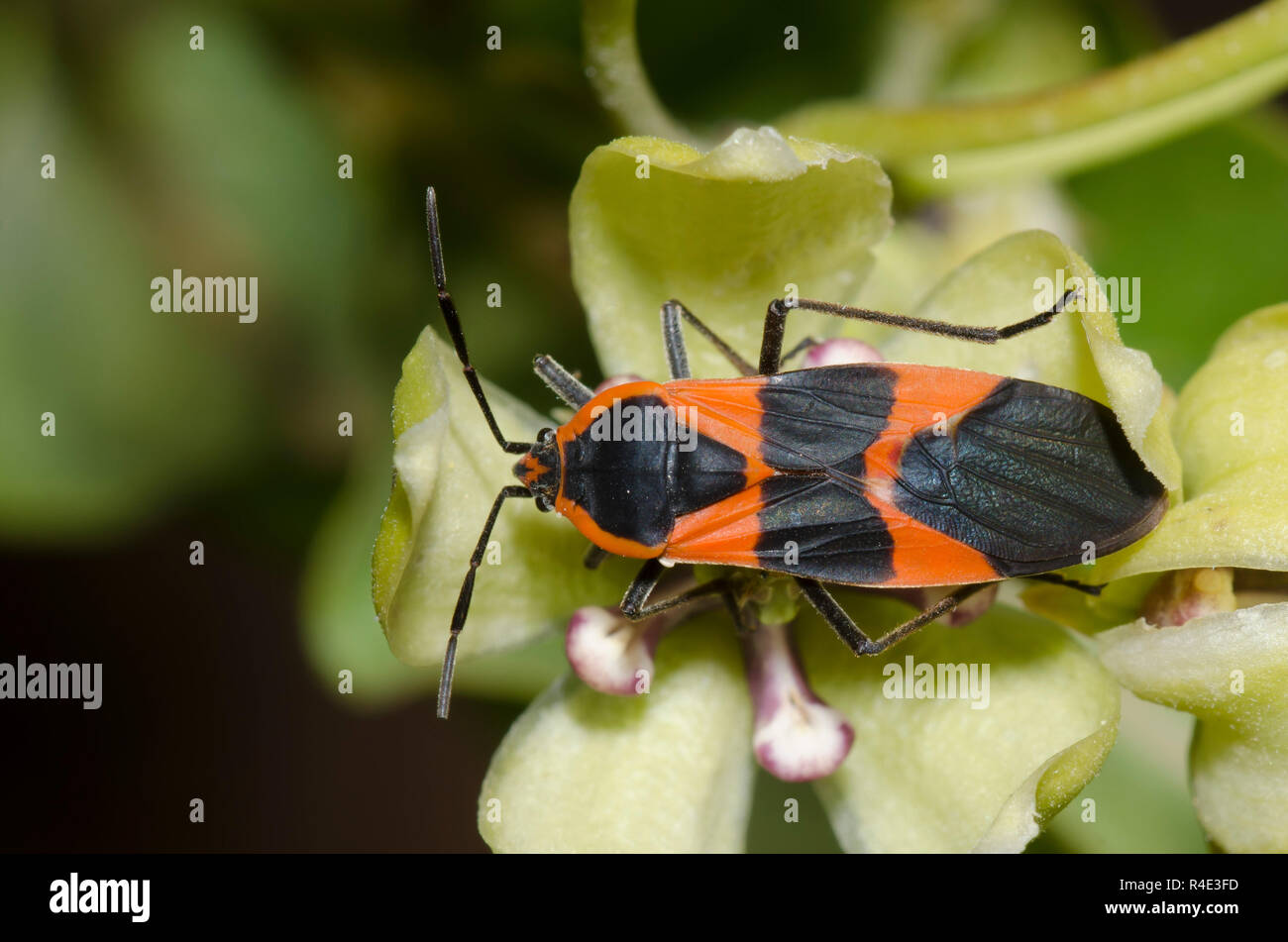 Gros Bug d'asclépiade, Oncopeltus fasciatus, sur l'asclépiade (Asclepias viridis, vert Banque D'Images