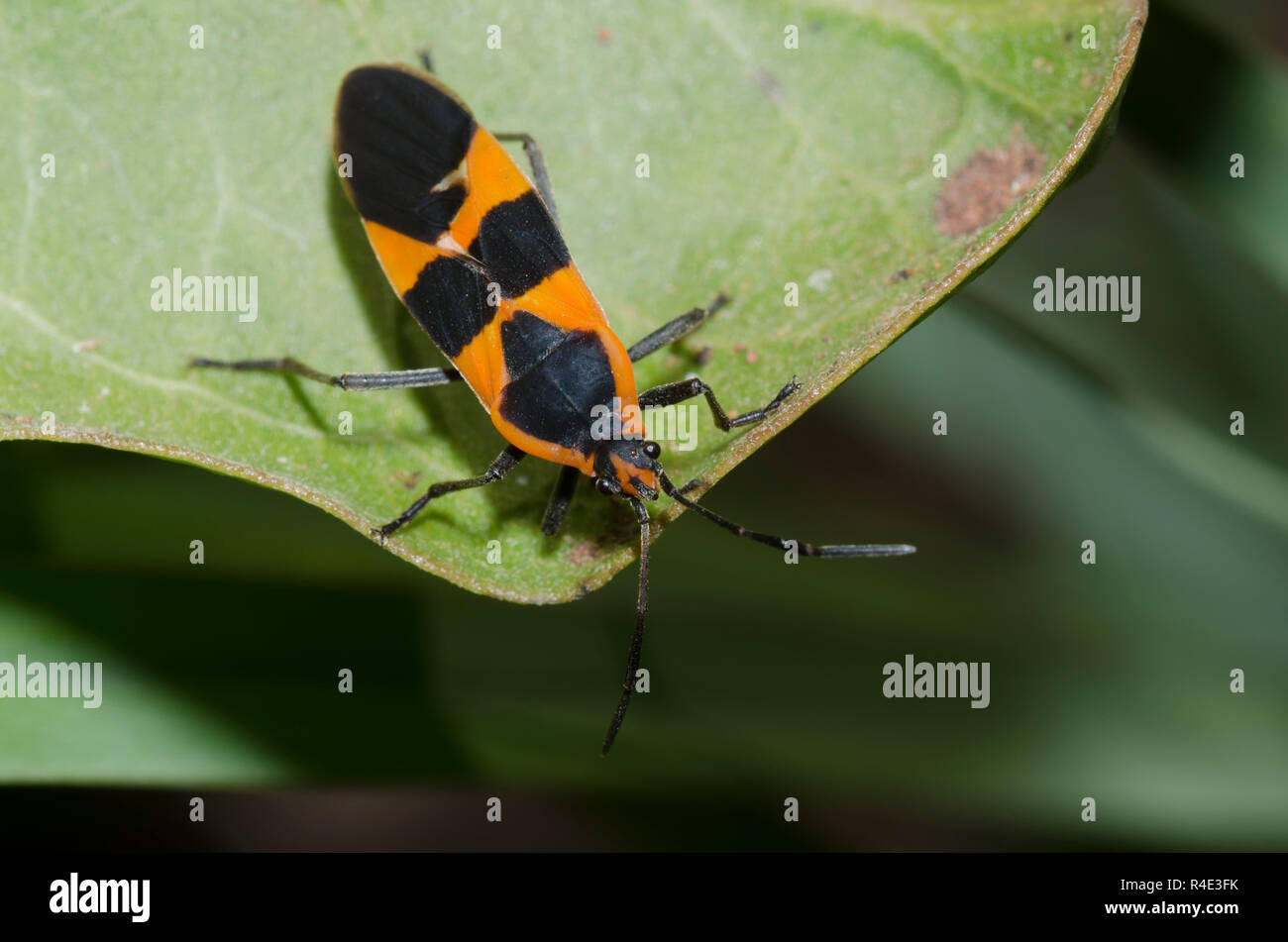 Gros Bug d'asclépiade, Oncopeltus fasciatus, sur l'asclépiade (Asclepias viridis, vert Banque D'Images