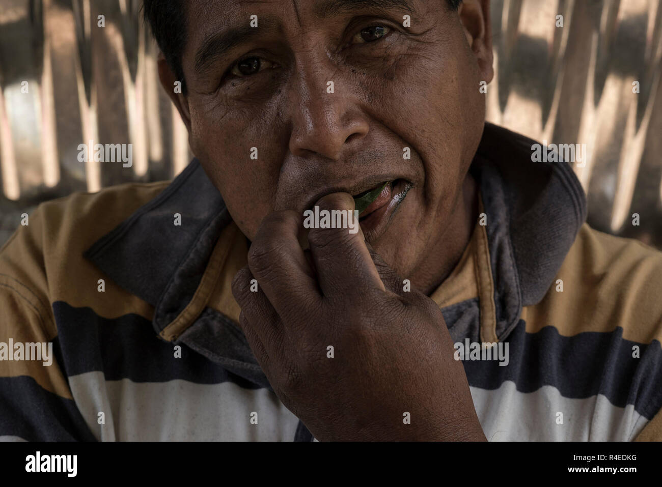 Los Yungas, Bolivie. 26 Nov, 2018. Un homme met une feuille de coca dans la bouche. En Bolivie, de mâcher des feuilles de coca est une tradition et généralisée et la pratique juridique. La Bolivie est le troisième producteur mondial de coca après la Colombie et le Pérou. Selon l'Office des Nations Unies contre la drogue et le crime (ONUDC), la région ont augmenté de 6  % en 2017. Credit : Marcelo Perez del Carpio/dpa/Alamy Live News Banque D'Images