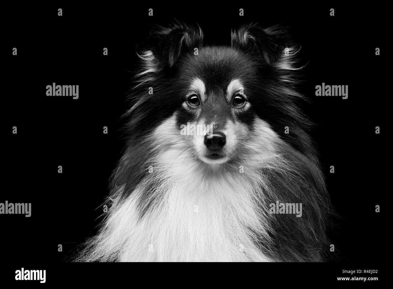 Chien Sheltie Banque D'Images