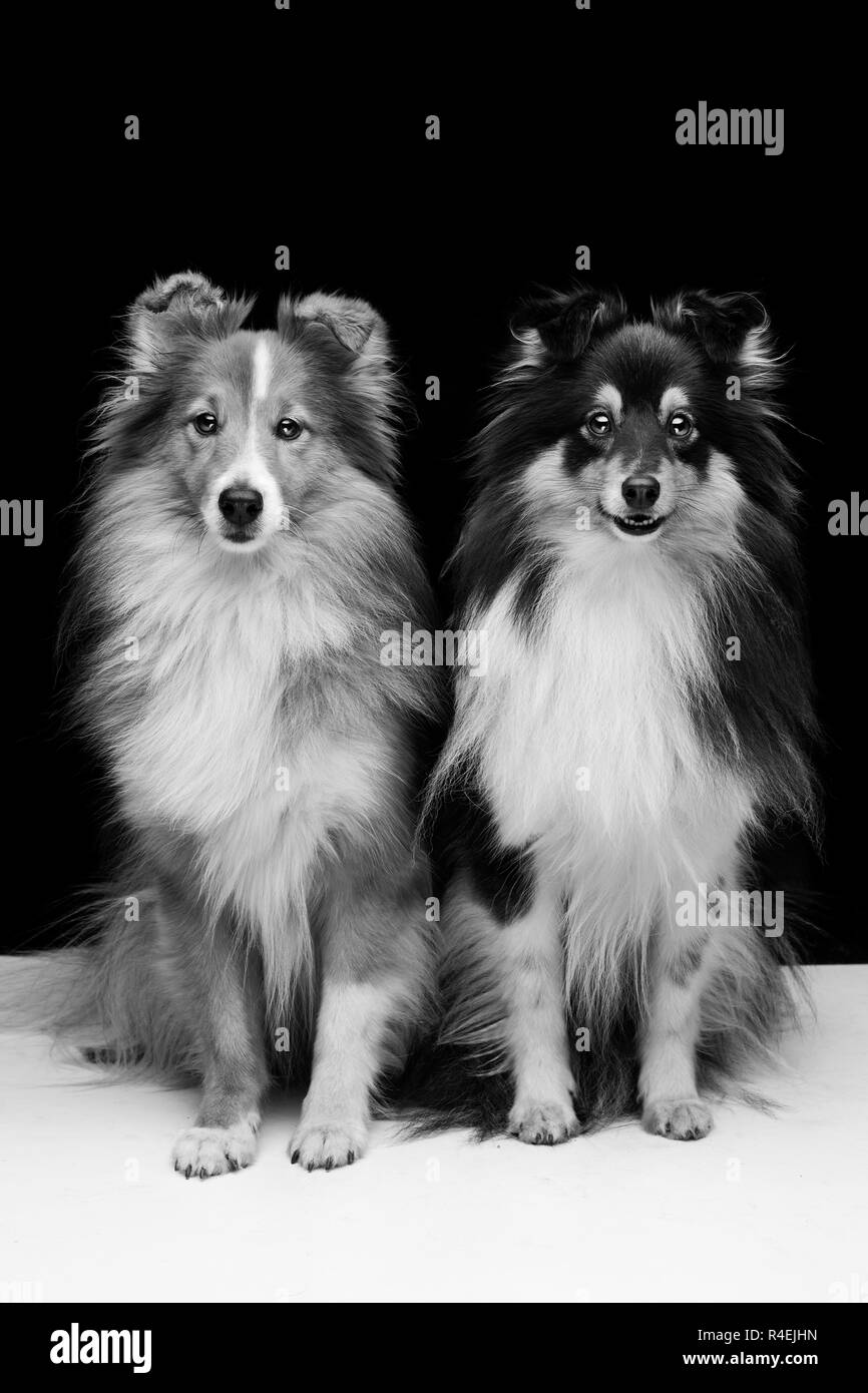 Deux chiens sheltie Banque D'Images