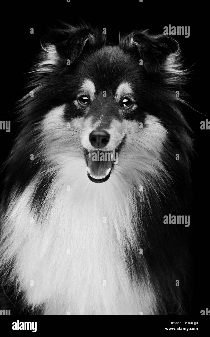 Chien sheltie ludique Banque D'Images