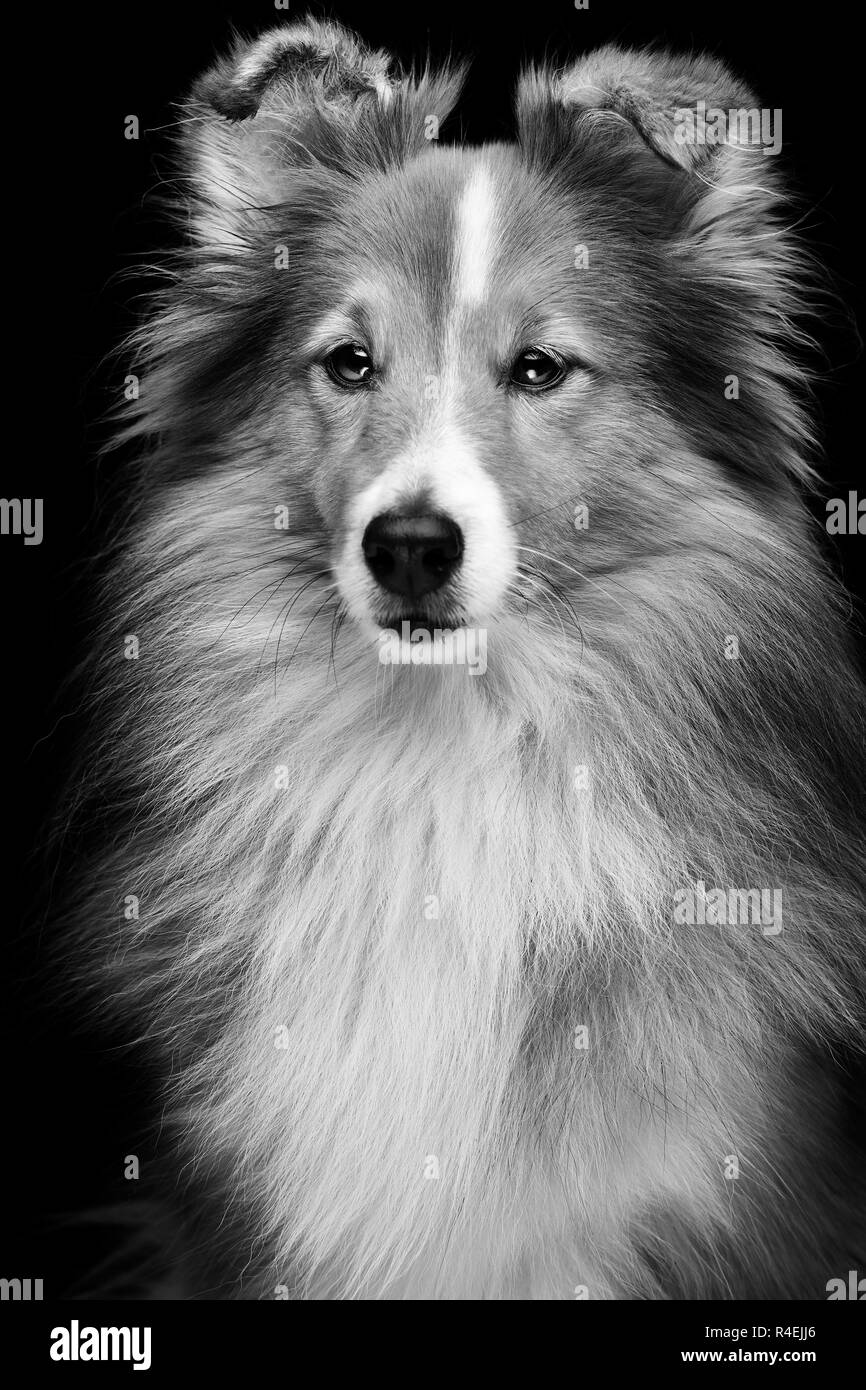 Chien Sheltie Banque D'Images