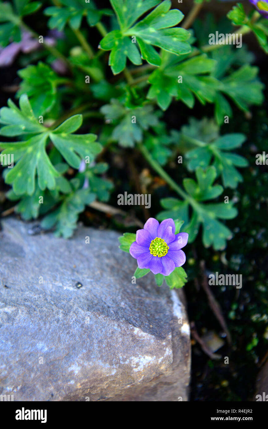 Anemone obtusiloba big blue anemone,anémones,,rocaille,alpine alpine,jardins,jardin,plantes,plantes,Fleurs,RM Banque D'Images