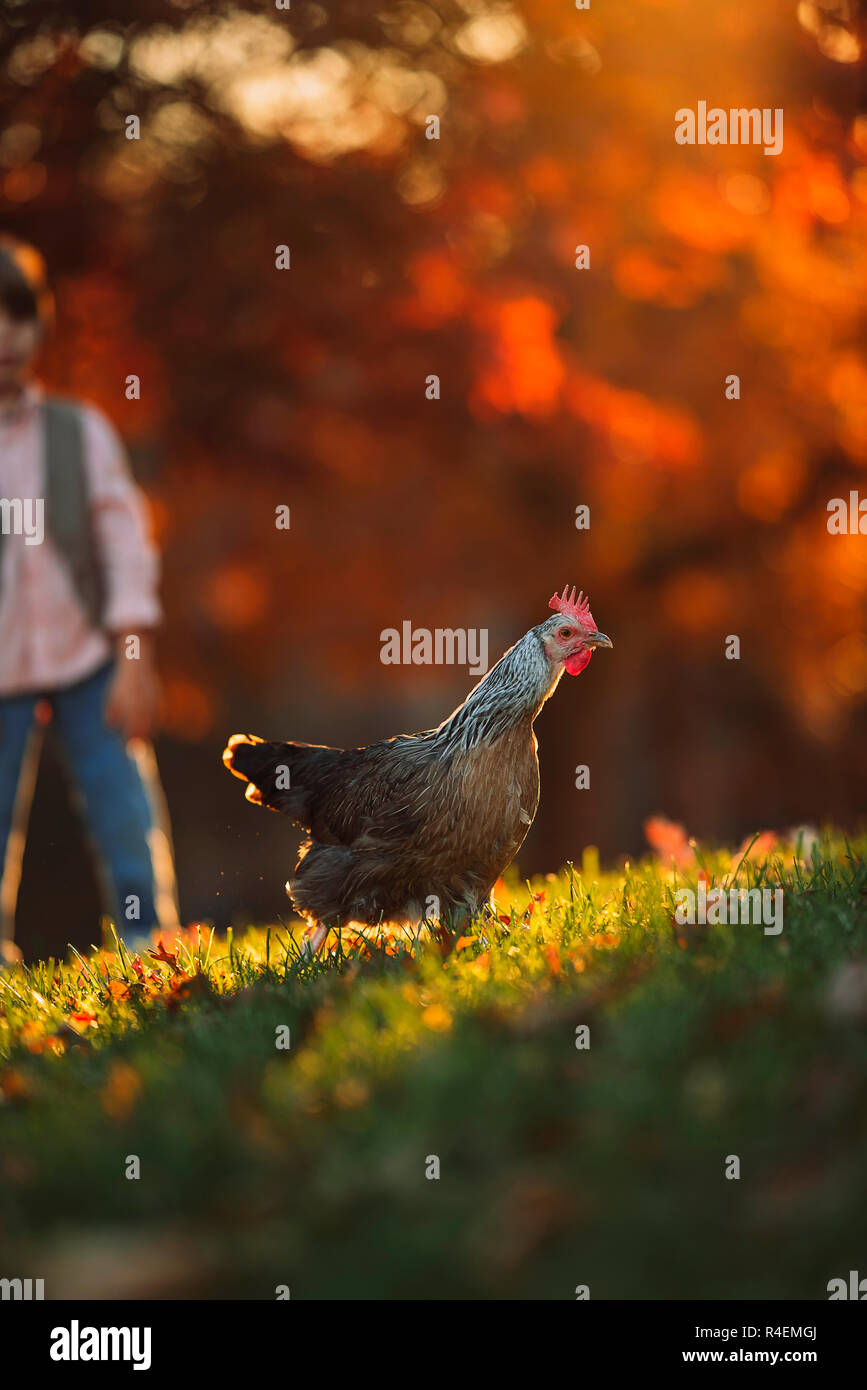 Garçon debout dans un jardin à jouer avec un poulet, United States Banque D'Images