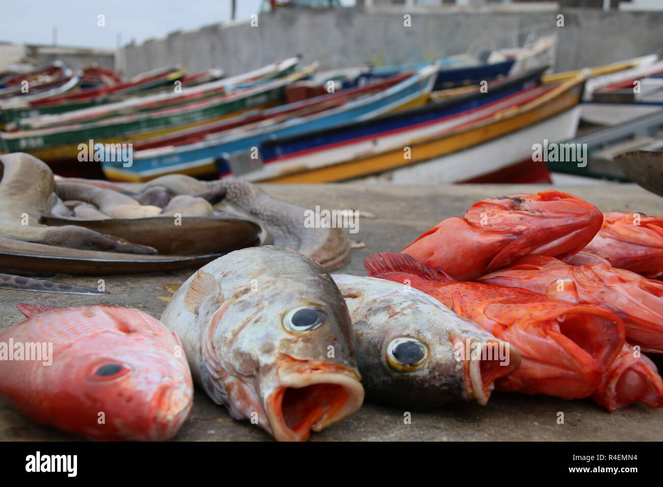 Prise de poissons dans un port, Ponta do Sol, Santo Antao, Cap Vert Banque D'Images