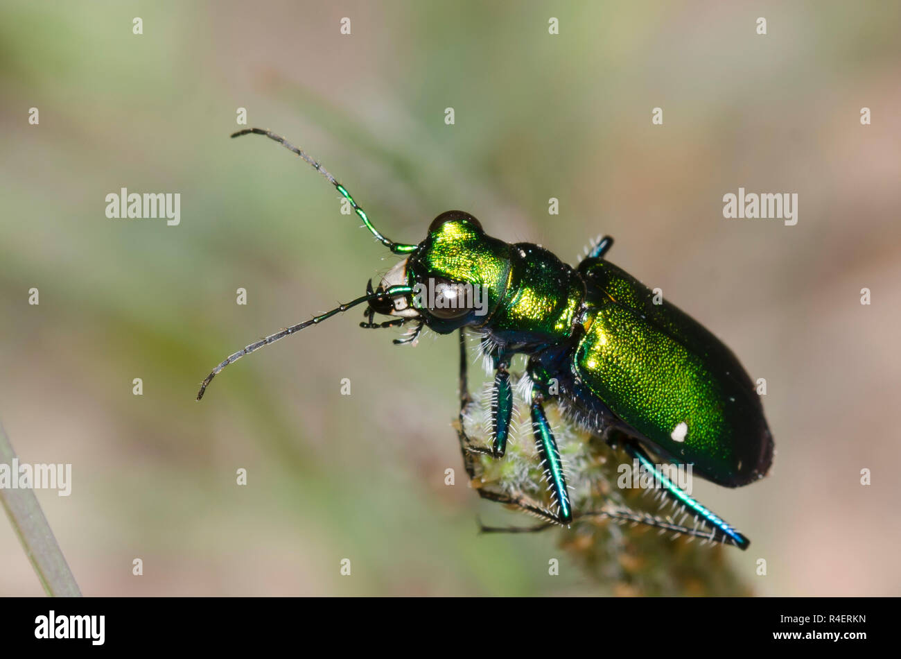 Six-Spotted Cicindela sexguttata Tiger Beetle, Banque D'Images
