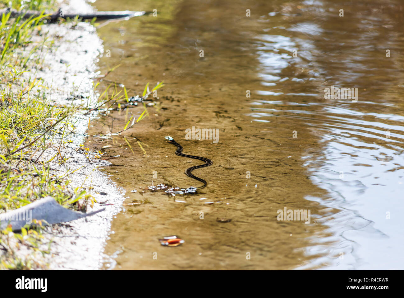 Un serpent d'eau piscine sud bagués dans trou profond célèbre lac alligator pond dans Myakka River State Park, Sarasota, Floride, dans l'eau Banque D'Images