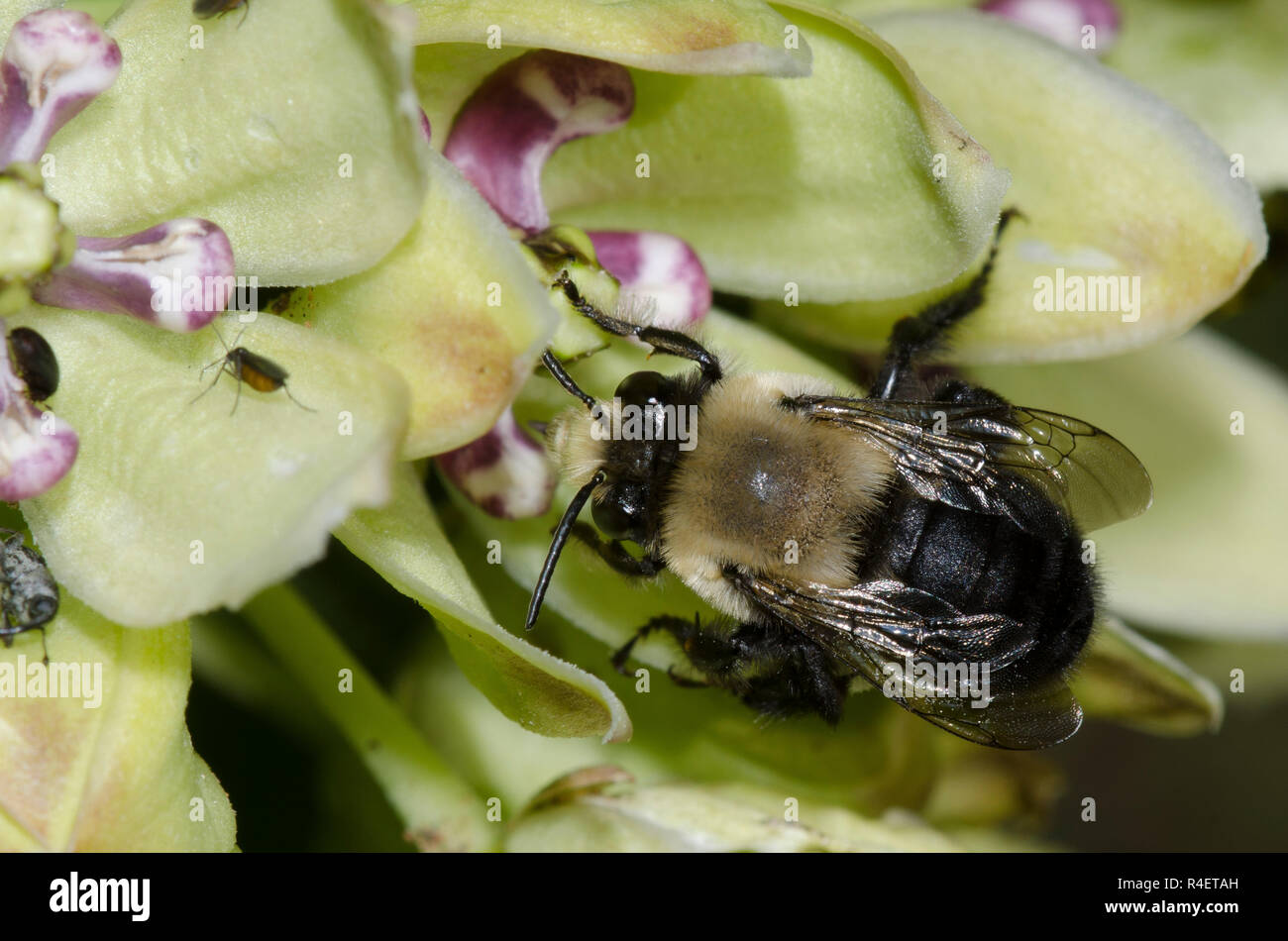 Anthophorine Bee, Anthophora abrupta, sur l'asclépiade (Asclepias viridis, vert Banque D'Images
