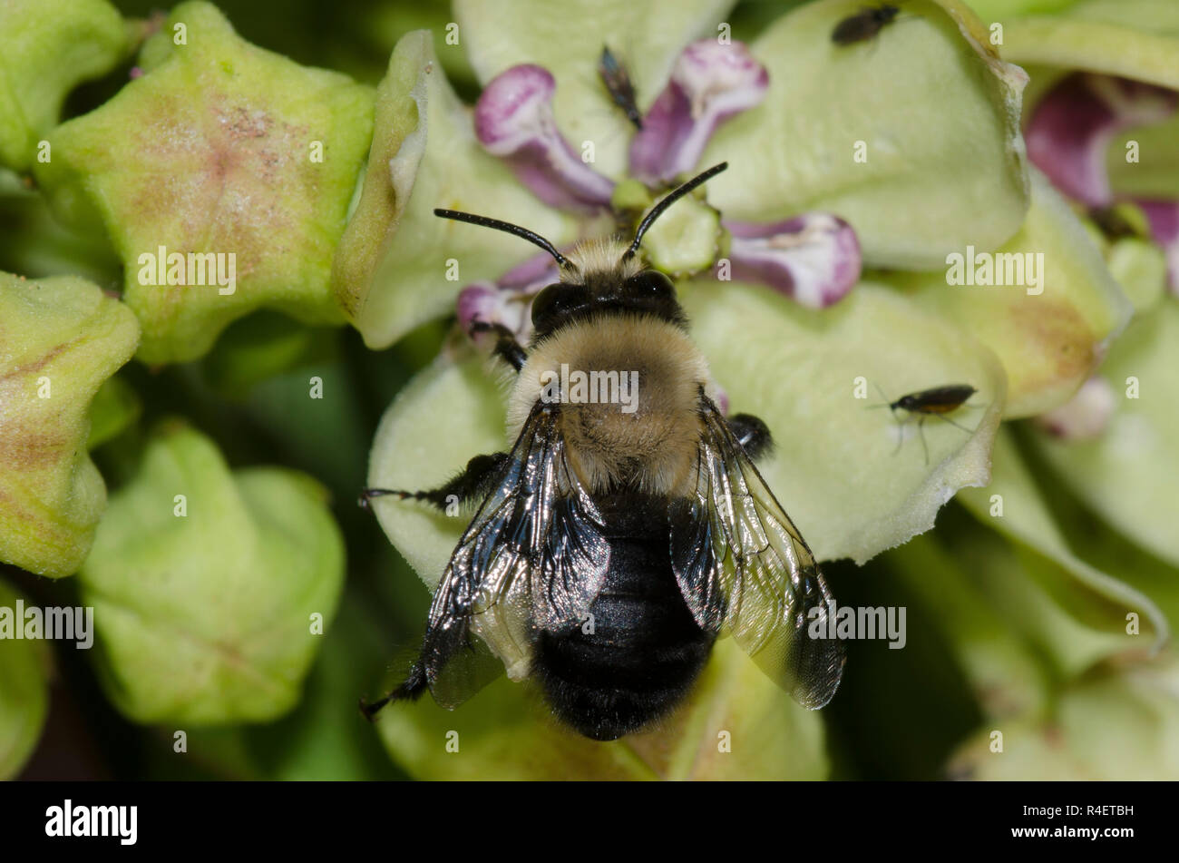 Anthophorine Bee, Anthophora abrupta, sur l'asclépiade (Asclepias viridis, vert Banque D'Images