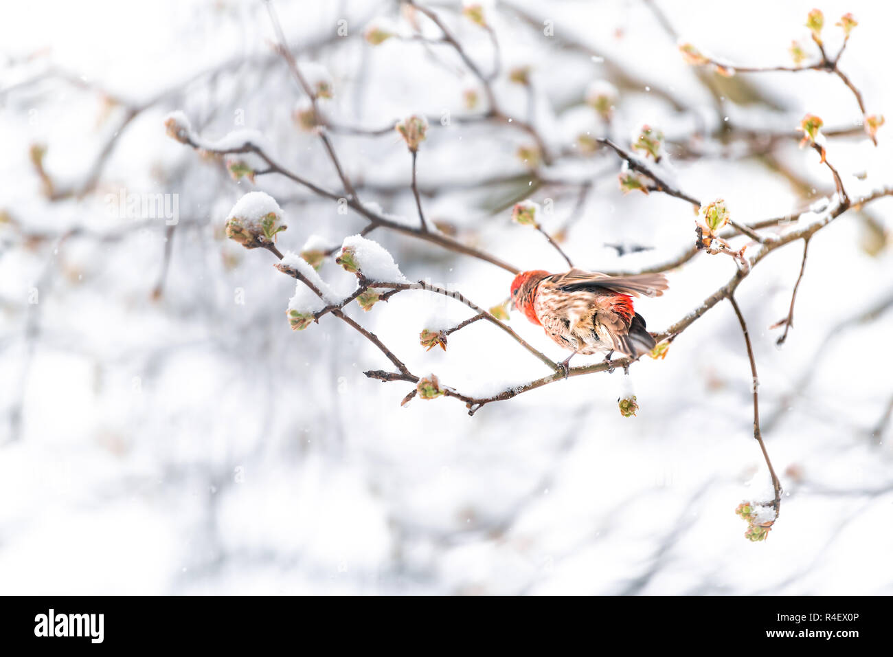 Fluffed, enflés d'un mâle rouge oiseau roselin secouant les plumes, perché sur sakura, cerisier arbre branche couverte de neige avec reservoir pendant les snowin Banque D'Images