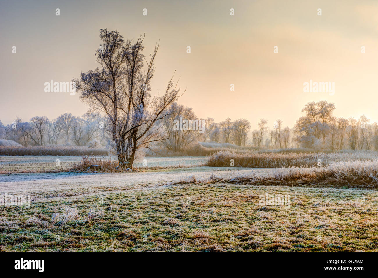 Arbre givré de solitude à une soirée d'hiver brumeux Banque D'Images