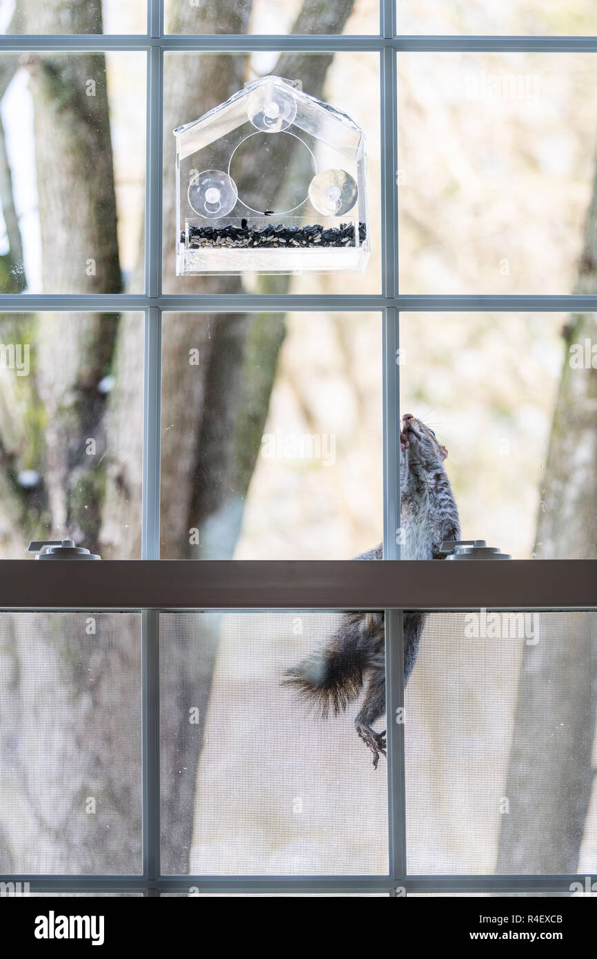 L'un a faim, smart, écureuil intelligent l'escalade sur le treillis de la fenêtre de birdfeeder, vide mangeoire avec des graines de tournesol en hiver froid blé ensoleillé Banque D'Images