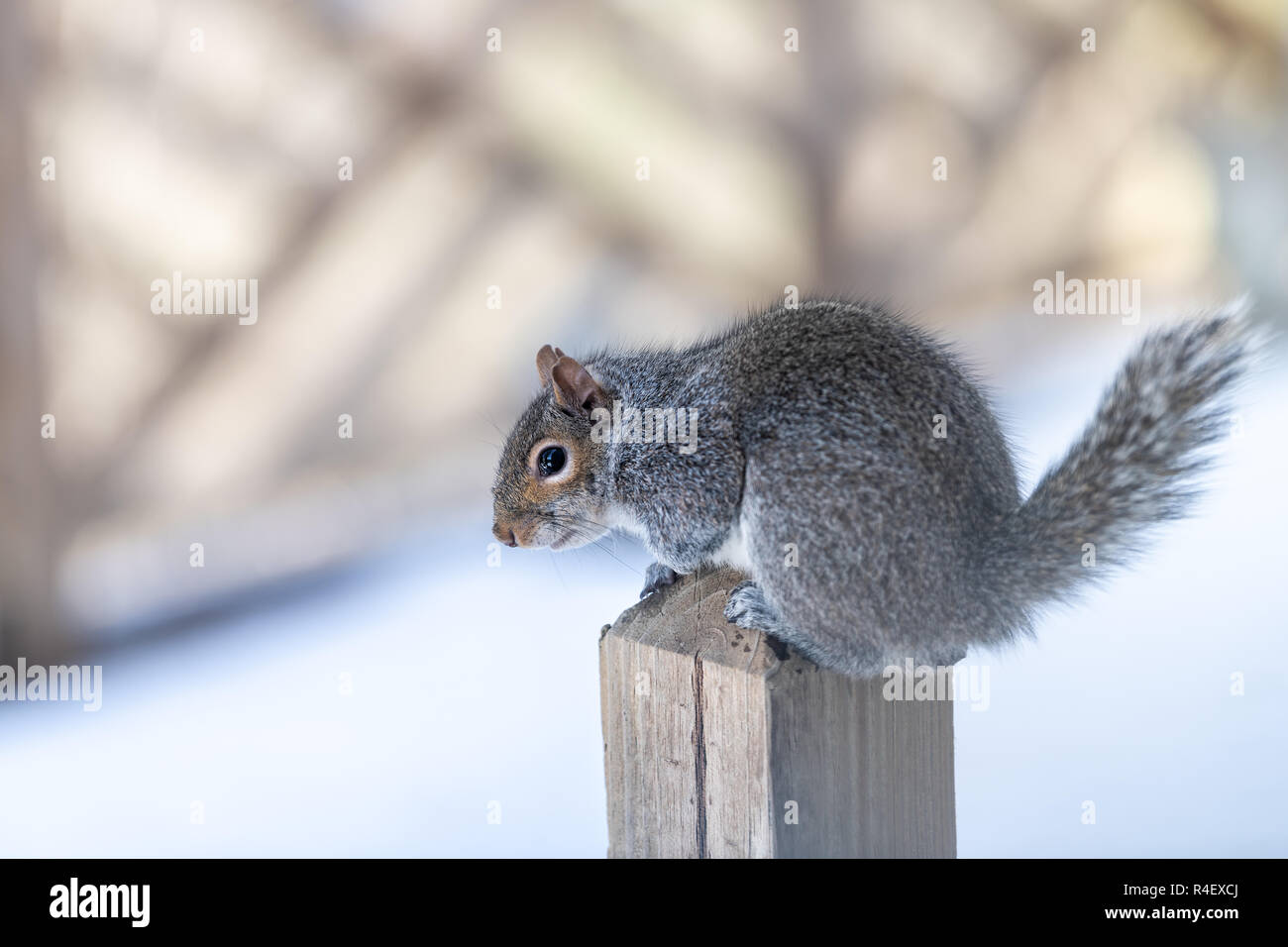 Closeup portrait d'un écureuil gris froid en temps de neige, neige, tempête de verglas, assis sur une terrasse en bois pôle, post, house, maison, à curieux Banque D'Images