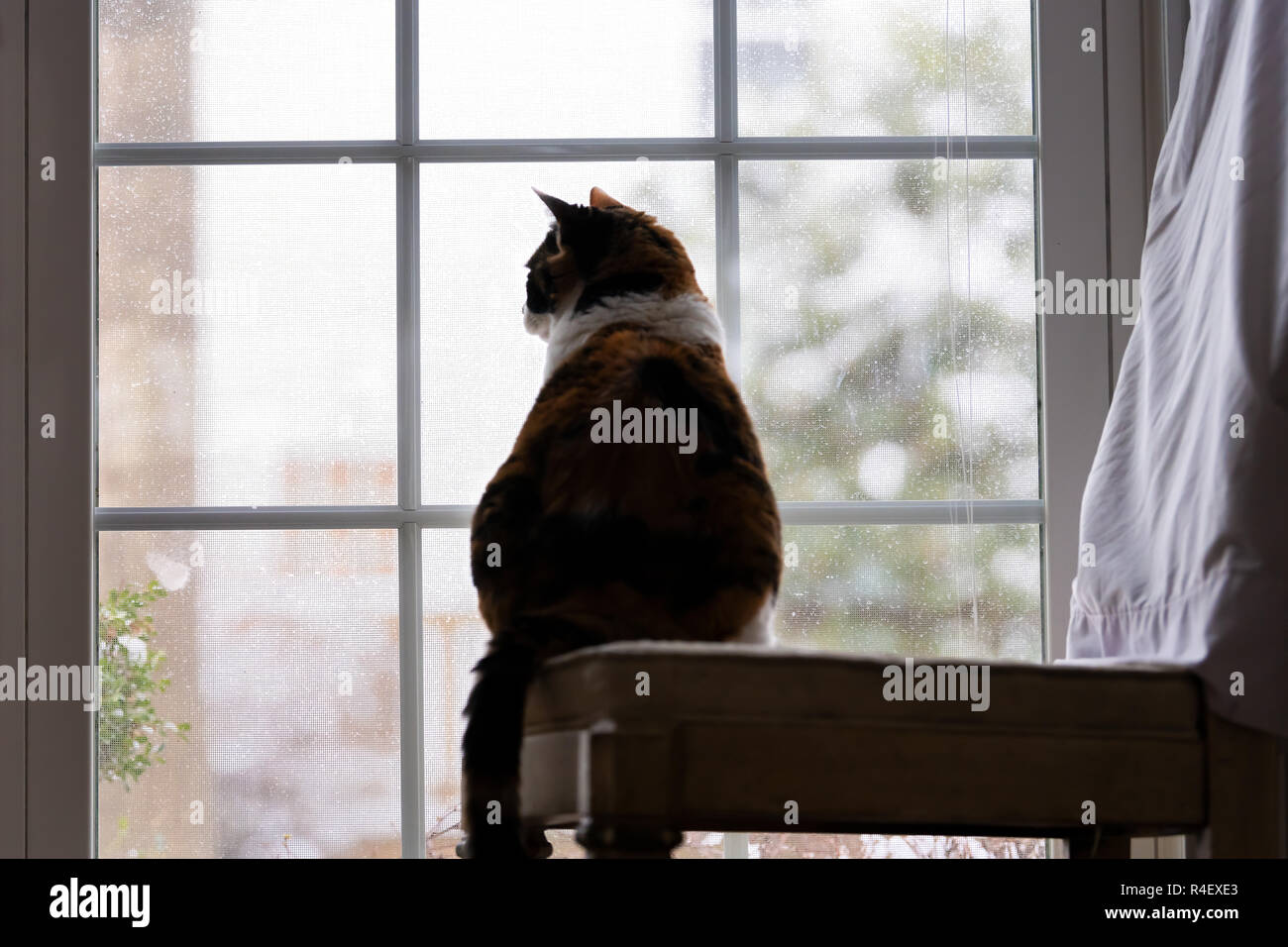 Derriere Chat Calico Retour Assis Sur Une Chaise A L Interieur Interieur Interieur Dans Maison Home Derriere Chat Calico Retour Assis Sur Une Chaise A L Interieur Interieur Interieur Dans Maison Home