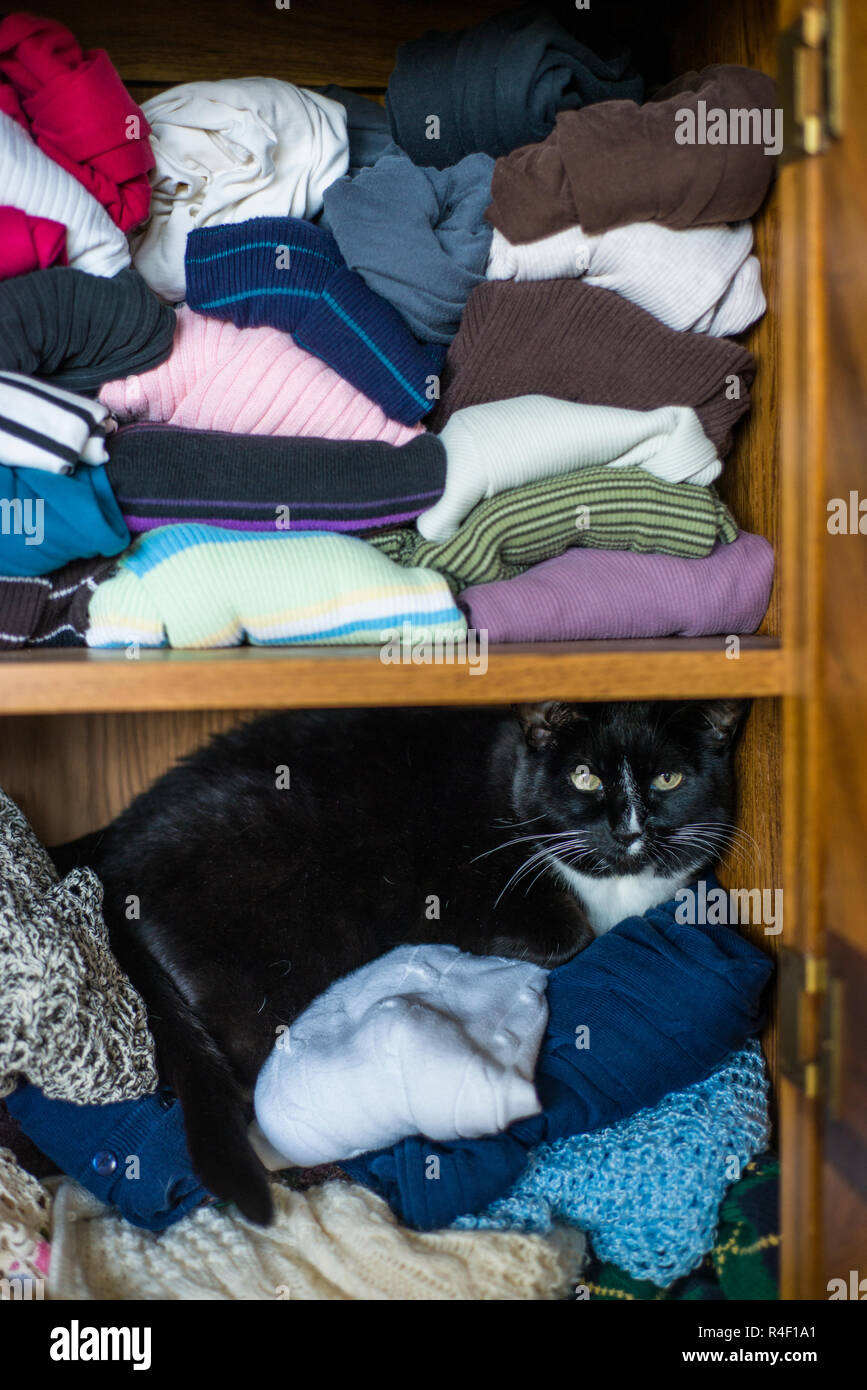 Cat le haut de vêtements dans une armoire. Banque D'Images